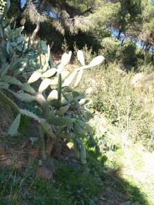 Mediterrane Vegetation auf dem Gebirgszug Collserola