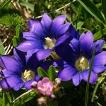 Wunderbare Blumenwelt im Sorteny-Tal